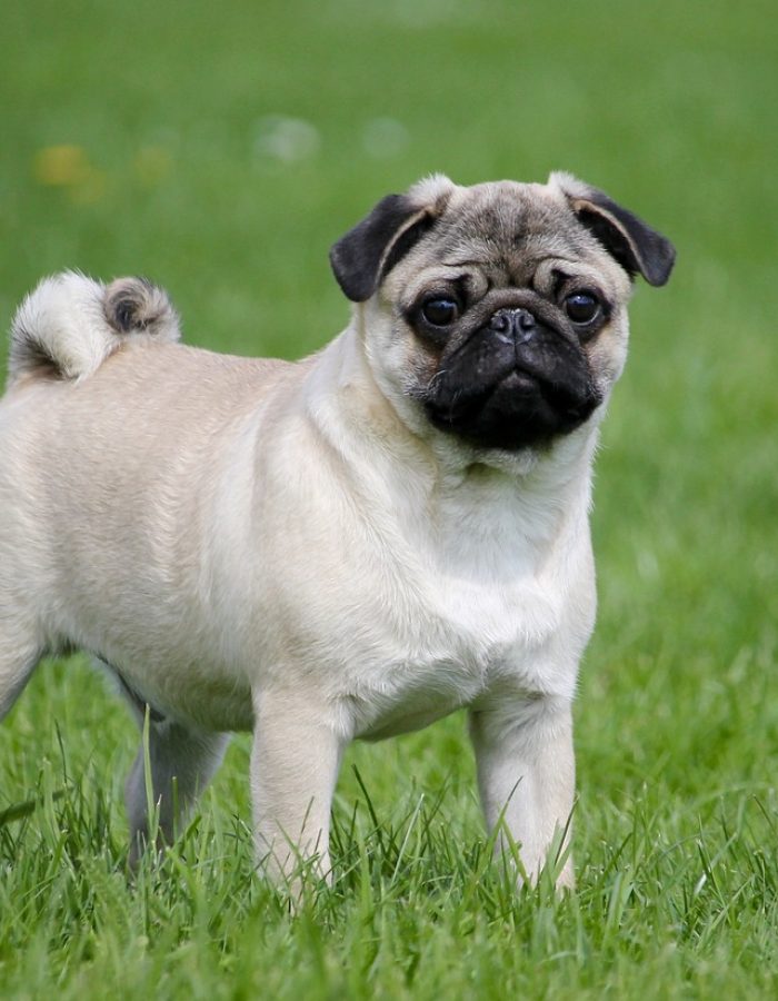 pug, meadow, pet-2035675.jpg